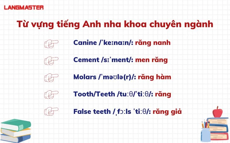 tieng anh nha khoa va nhung thuat ngu chuyen nganh ban can biet 1.webp tieng anh nha khoa va nhung thuat ngu chuyen nganh ban can biet 1.webp