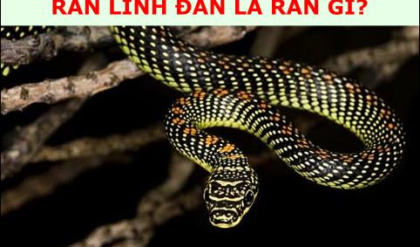 Ran Linh dan la ran gi Ran Linh dan co Ran Linh dan la ran gi Ran Linh dan co